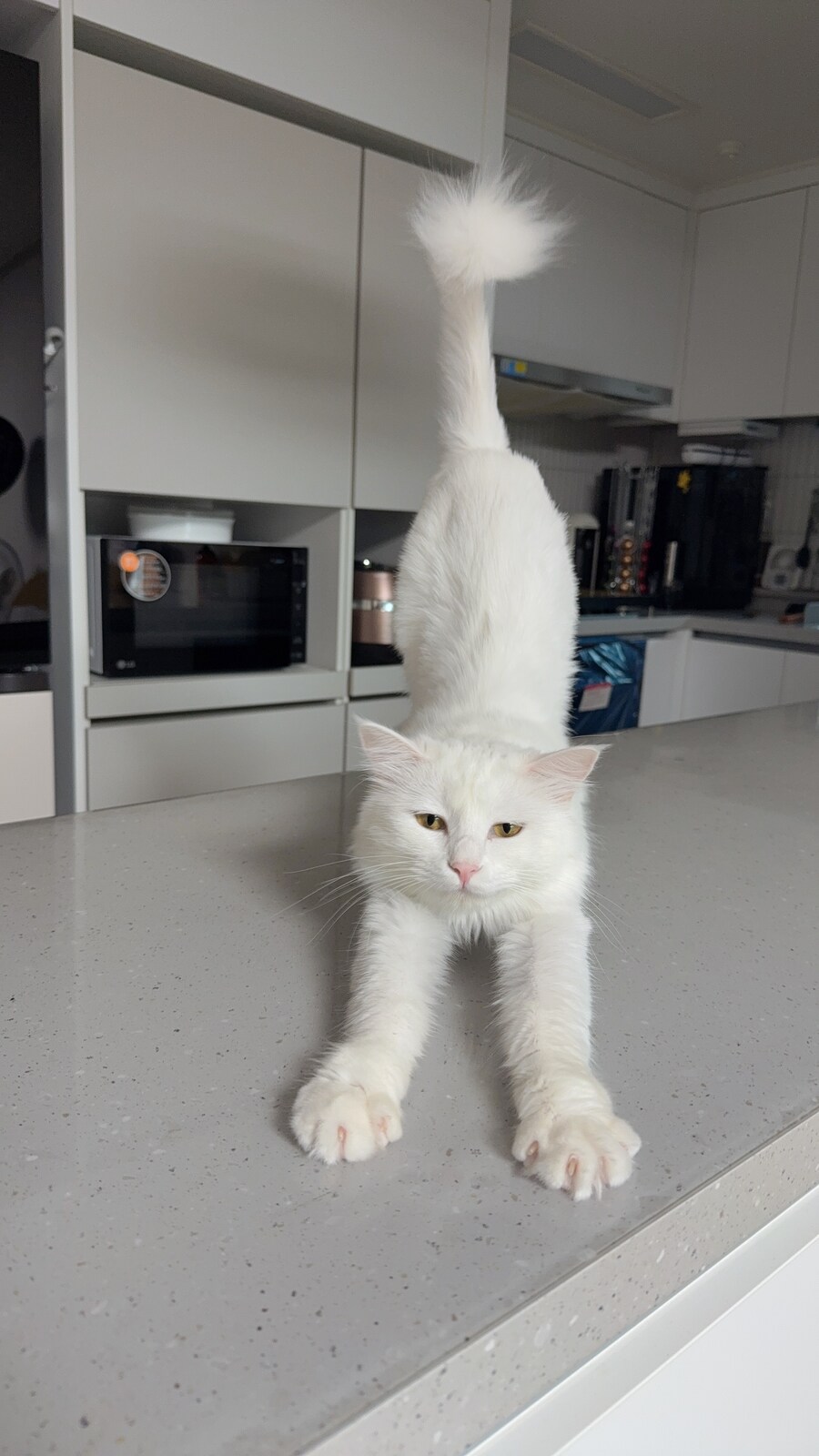 주말을 닫는 고양이 사진_10.jpg