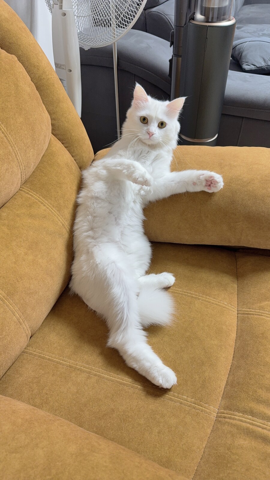주말을 닫는 고양이 사진_11.jpg