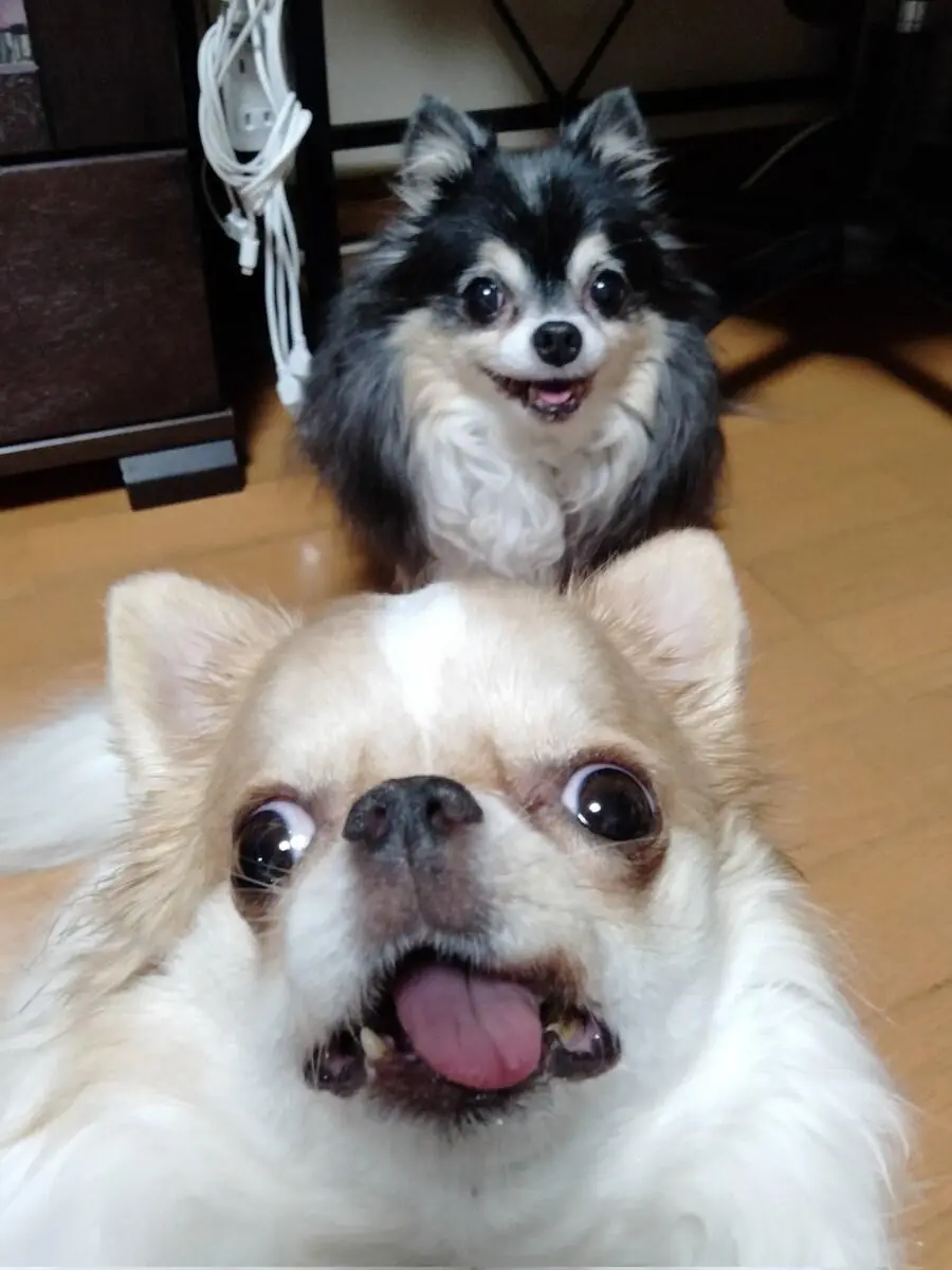 일본의 국수도둑_1.webp