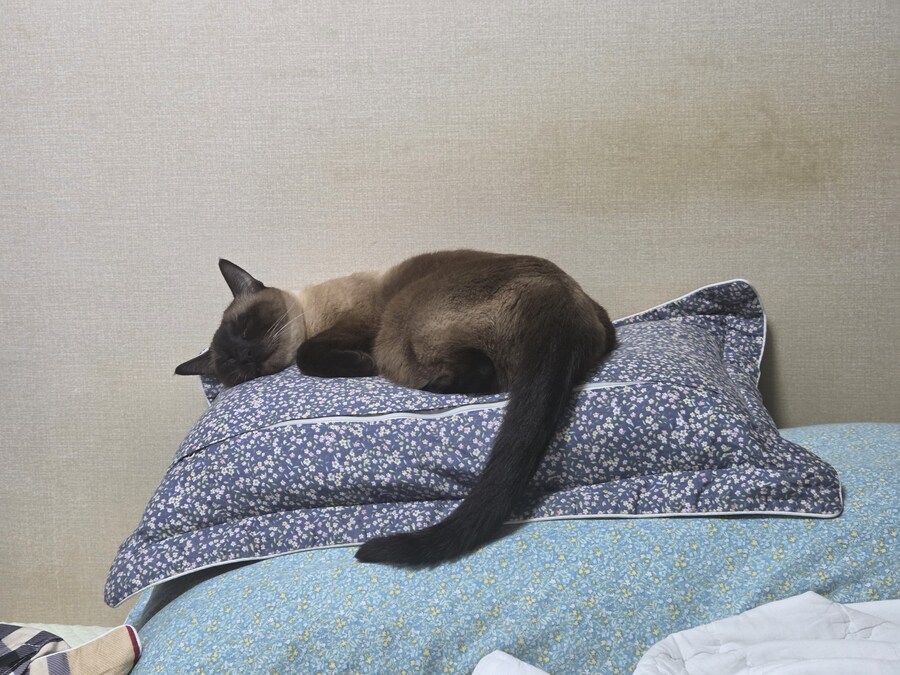 잘때가 젤 이쁜 고양이.._3.jpg