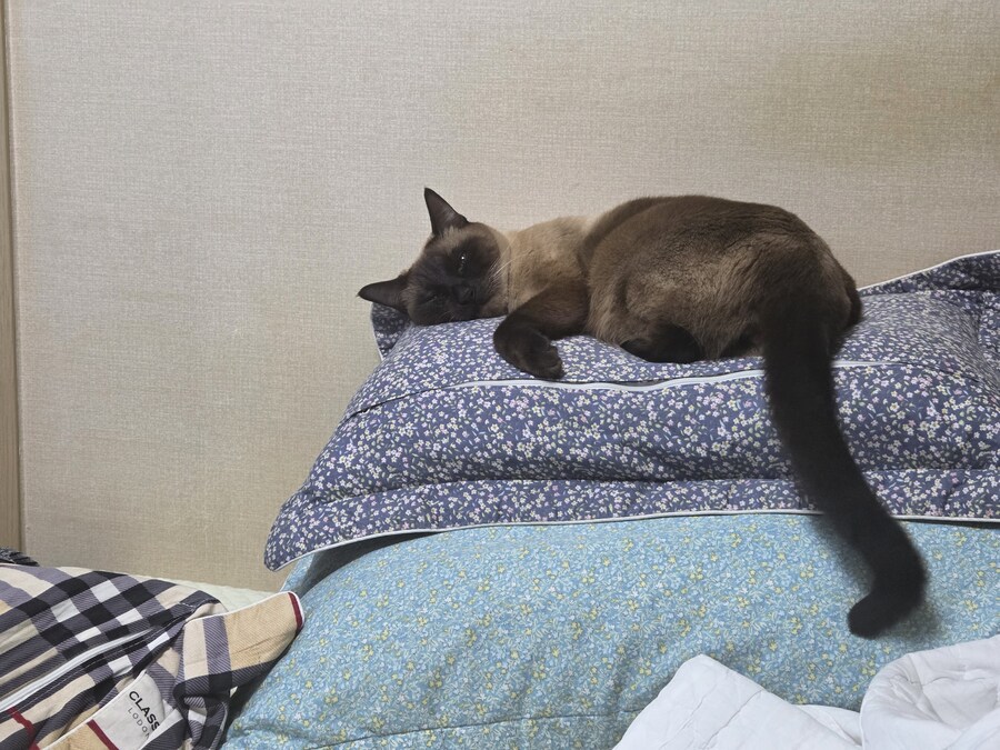 잘때가 젤 이쁜 고양이.._2.jpg