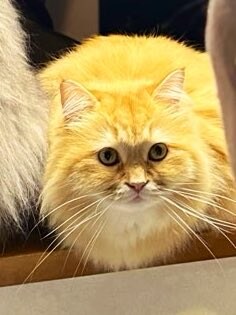 외식하고온 집사를 추궁하는 고양이.jpg_2.jpg