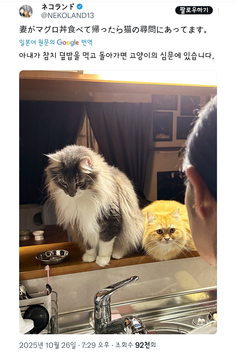 외식하고온 집사를 추궁하는 고양이.jpg_1.jpg