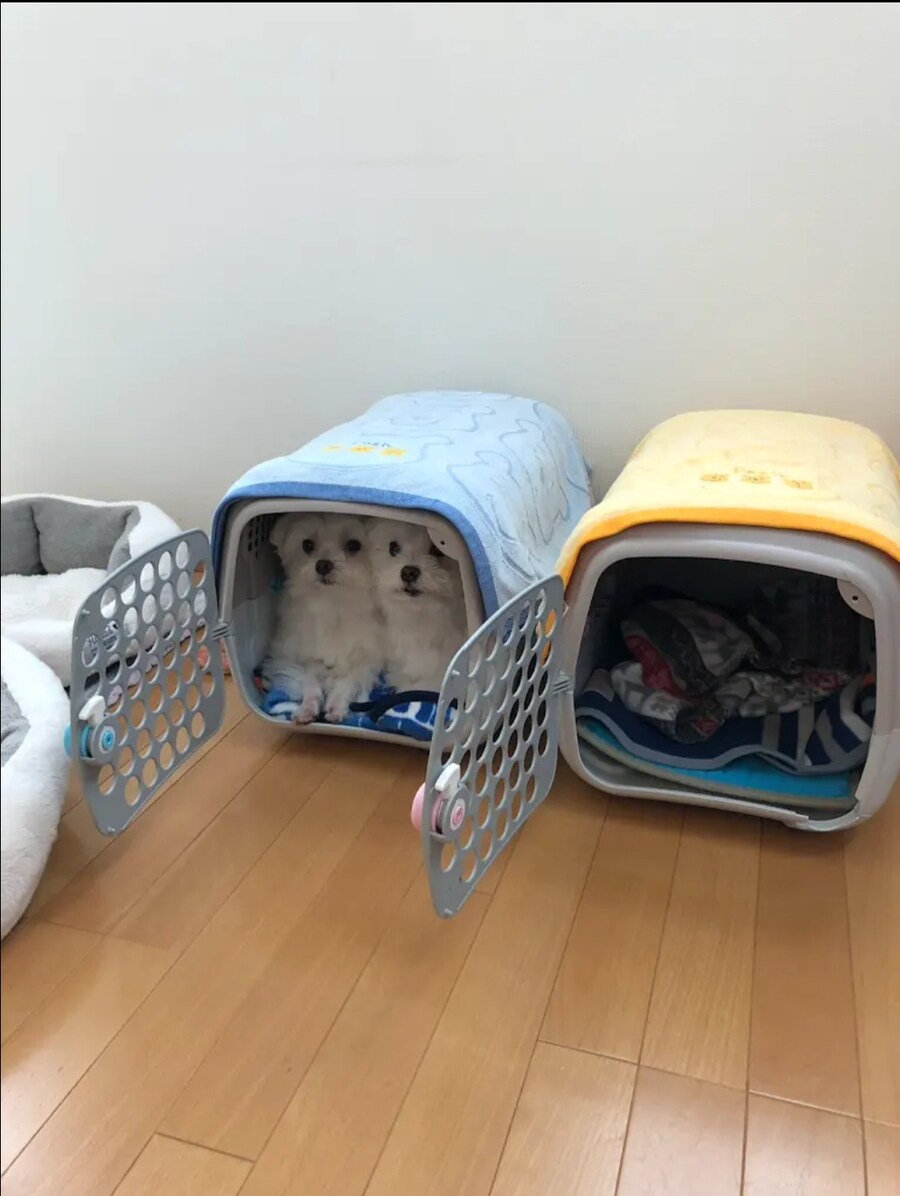 강아지들 같은 것 두개 사왔으니까 사이좋게 사용해라~~_1.jpg