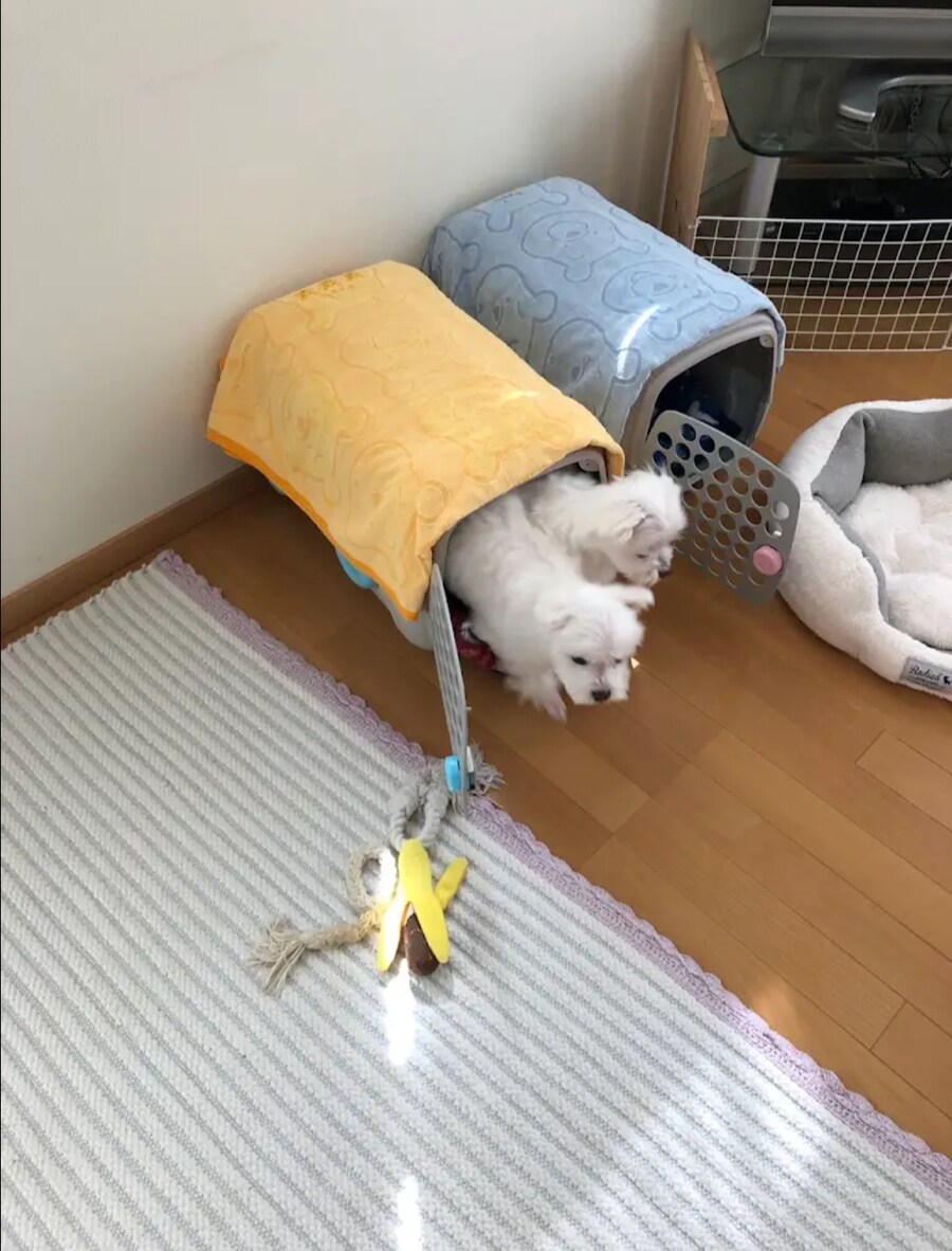 강아지들 같은 것 두개 사왔으니까 사이좋게 사용해라~~_2.jpg