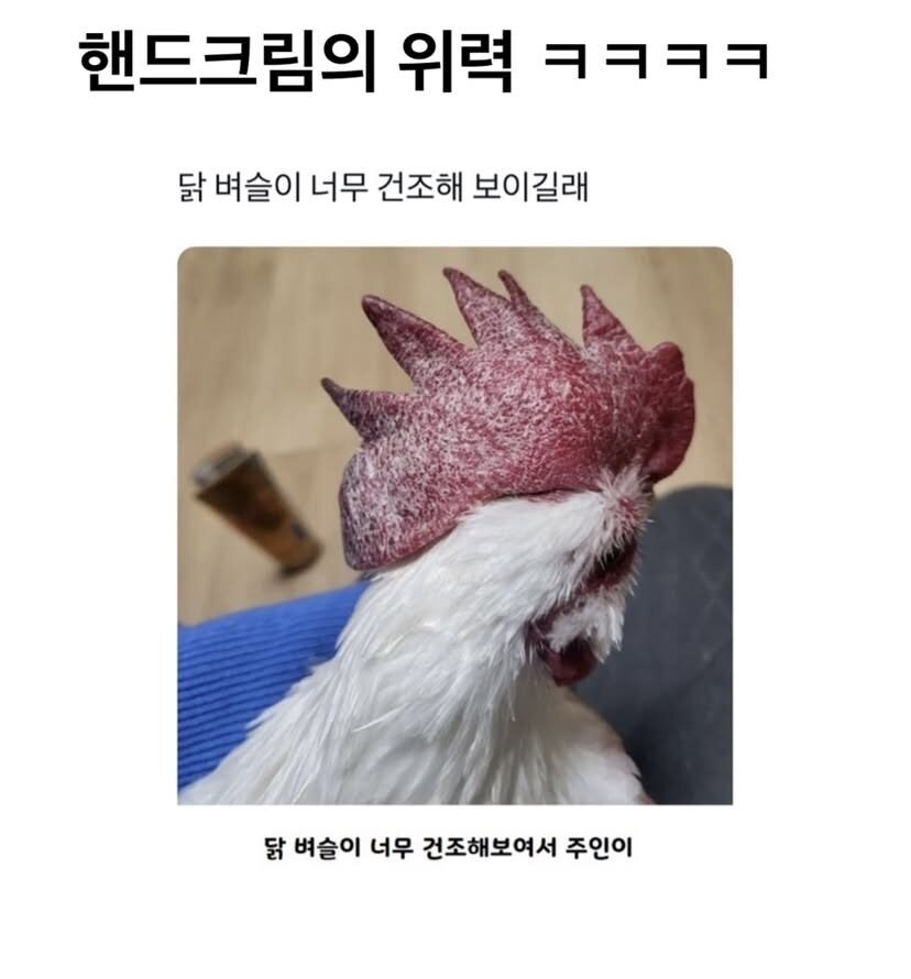 닭벼슬이 너무 건조해 보였던 쭈인님_1.jpg