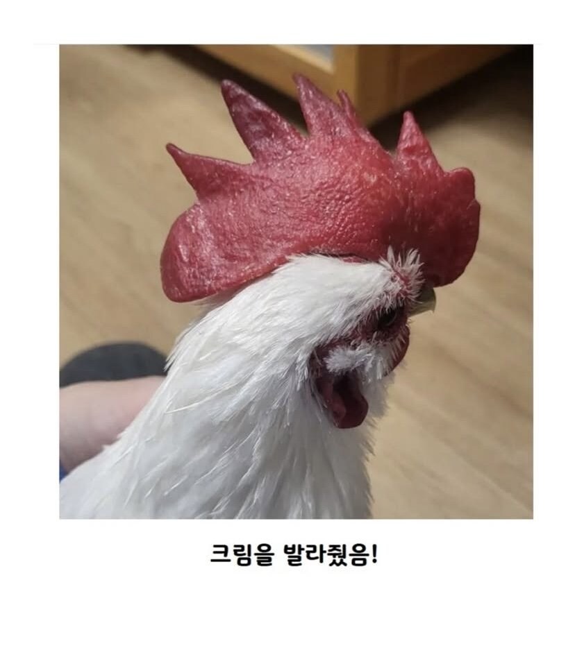 닭벼슬이 너무 건조해 보였던 쭈인님_2.jpg