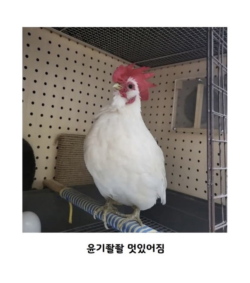 닭벼슬이 너무 건조해 보였던 쭈인님_3.jpg