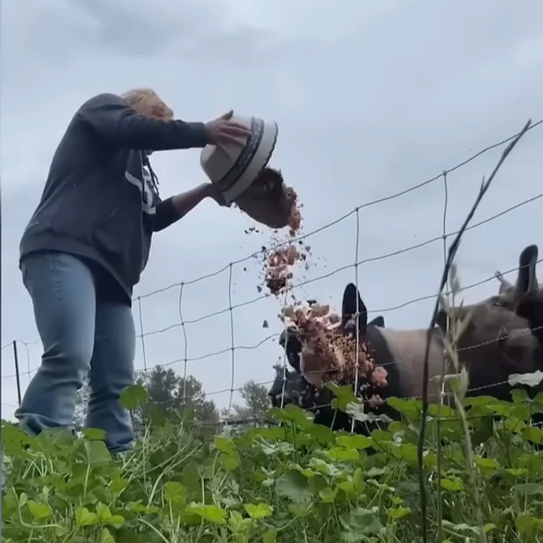 먹고 남은 볶은 밥으로 베이컨 만들기_2.webp