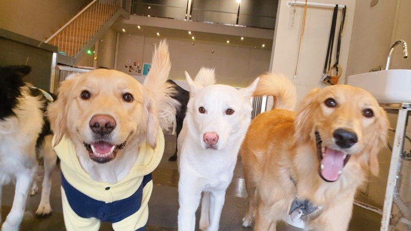 애견카페 갔을 때 기대하는 것과 현실_1.jpg