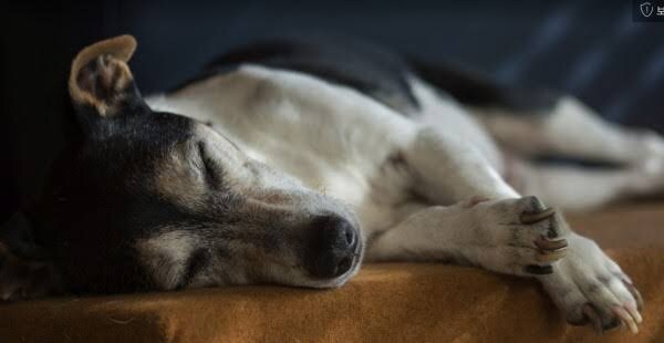 애견카페 갔을 때 기대하는 것과 현실_3.jpg
