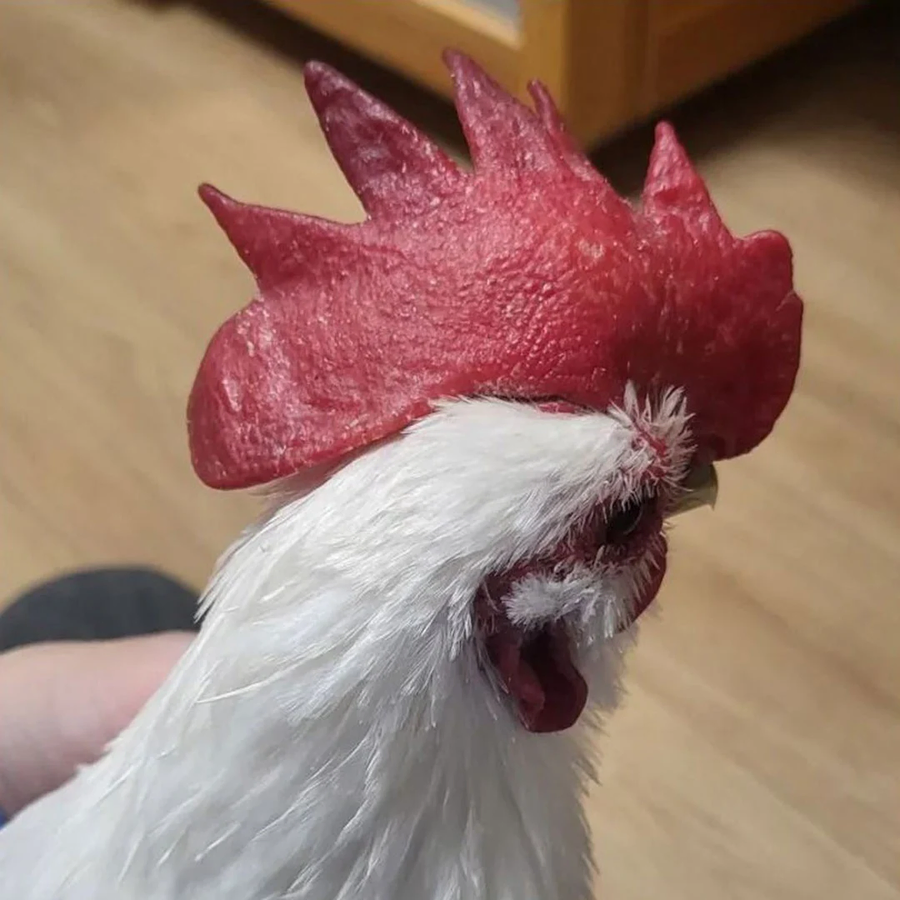 닭벼슬에 핸드크림 발랐더니_2.webp