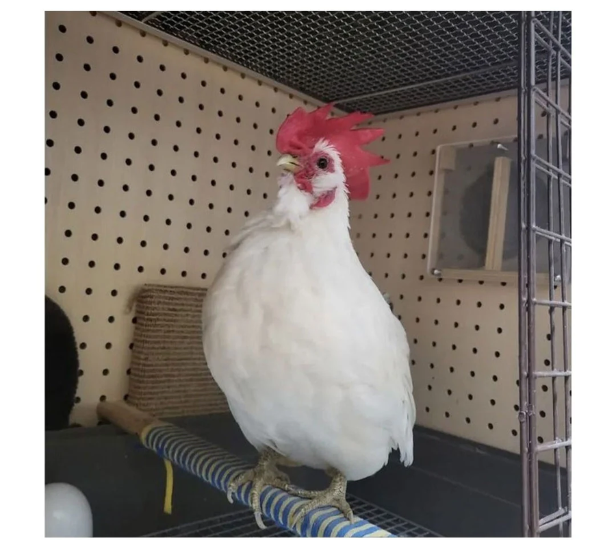 닭벼슬에 핸드크림 발랐더니_3.webp