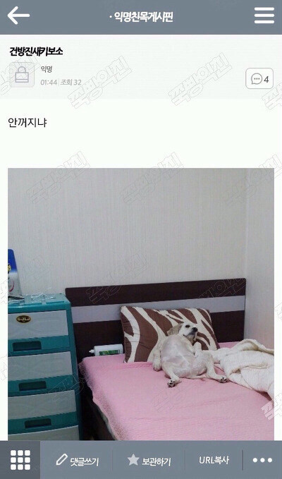 드디어 주인이 만만해진 멍멍이_1.jpg