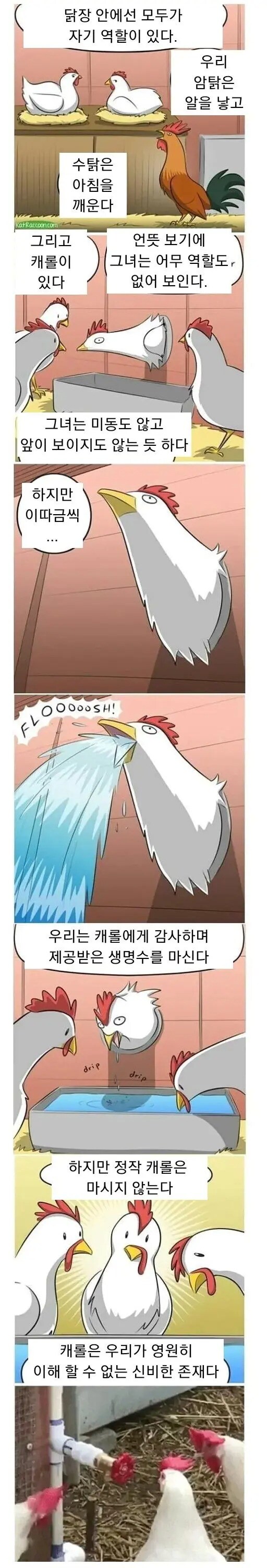 닭장 안에서 각자의 역할_1.jpg