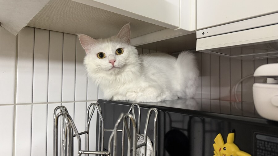 우리집 고양이가 제일 좋아하는 자리_1.jpg