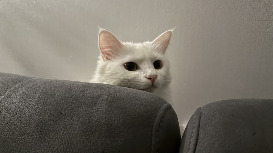 우리집 고양이가 제일 좋아하는 자리_2.jpg