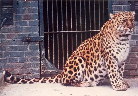 해병) 한반도 최후의 표범이 잡힌 산_2.webp