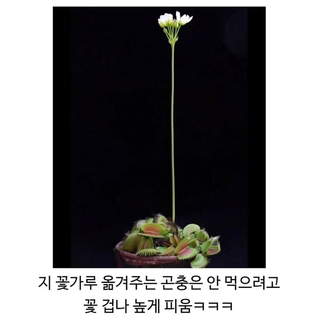 파리지옥 은근 어이없는 점.jpg_2.png