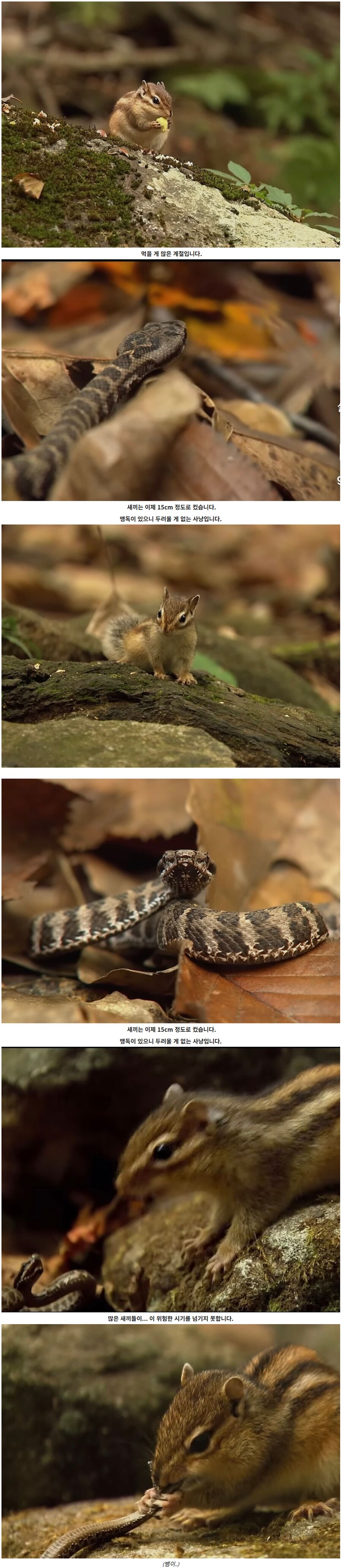 다람쥐를 사냥하는 새끼 독사.jpg_1.png