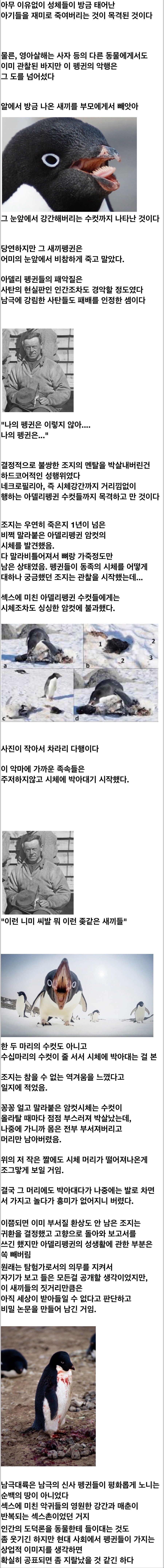 귀여운 펭귄 관찰 일기_2.jpg