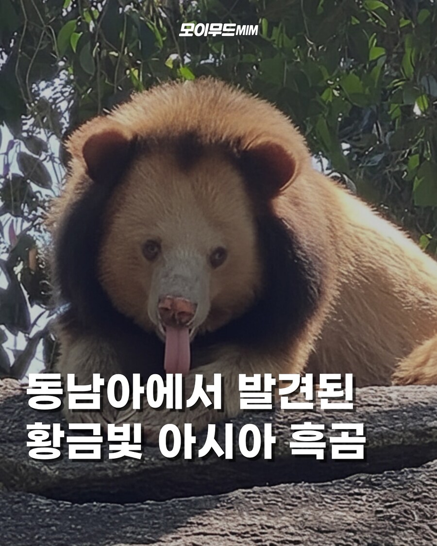 동남아에서 발견된 황금빛 아시아 흑곰..._1.jpg