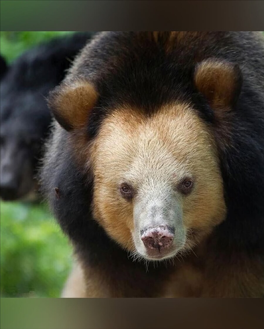 동남아에서 발견된 황금빛 아시아 흑곰..._2.jpg
