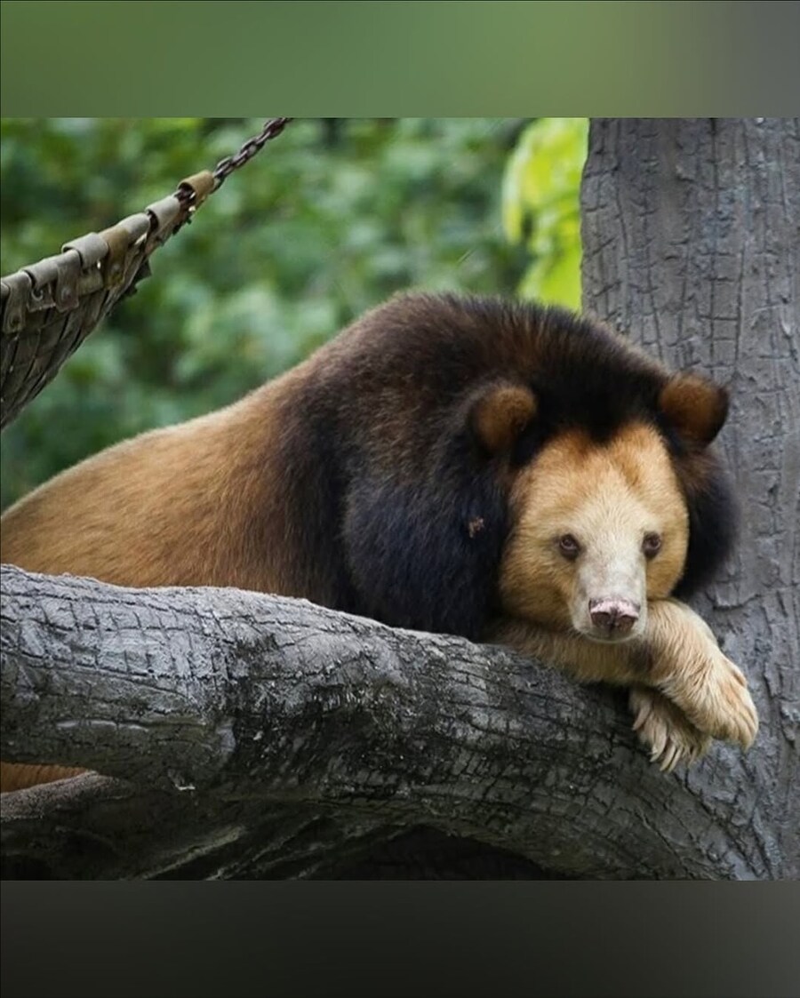 동남아에서 발견된 황금빛 아시아 흑곰..._4.jpg