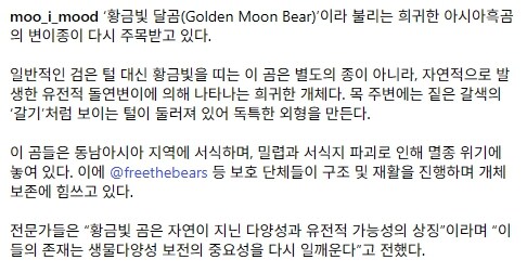 동남아에서 발견된 황금빛 아시아 흑곰..._6.jpg