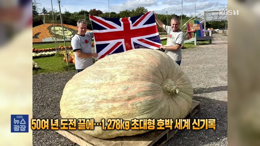 영국에서 재배된 1278kg 초대형 호박_2.jpg