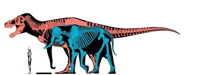 새끼를 잃은 코끼리 10마리 VS 새끼가 굶는 티라노 승자는?_2.jpg