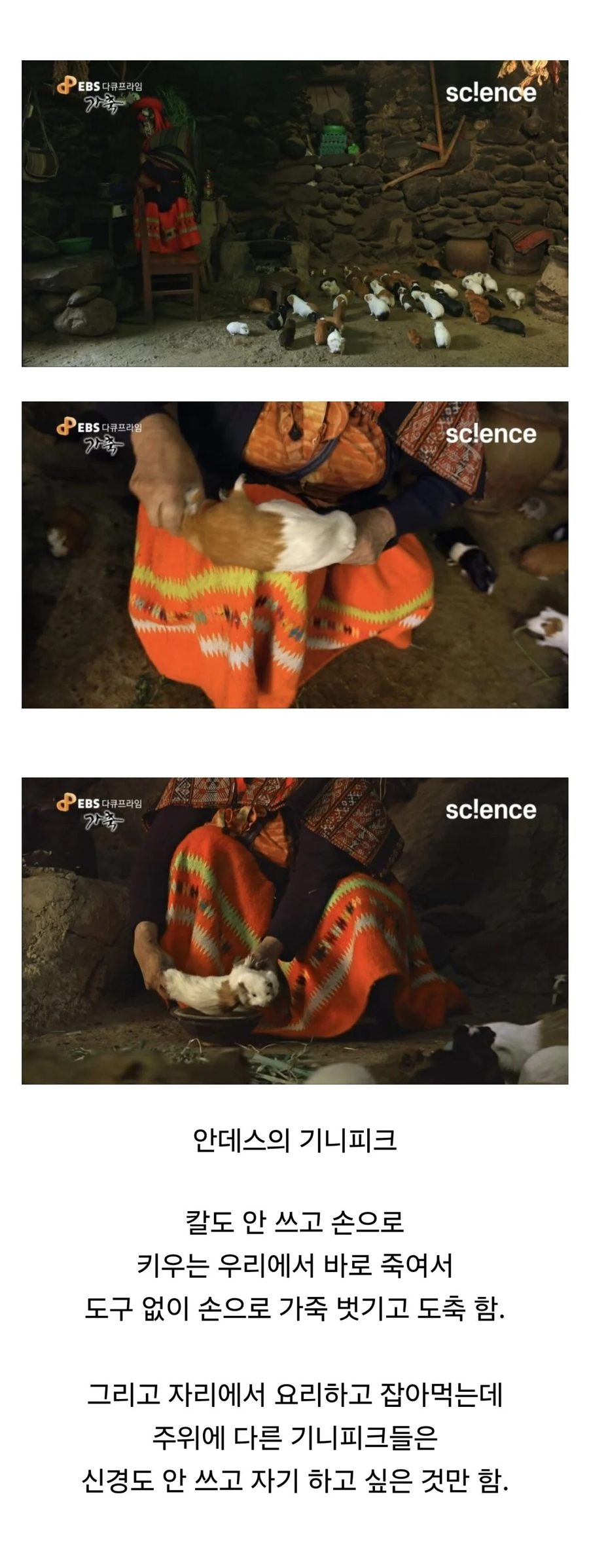 완벽하게 가축화 되버린 생물_1.webp