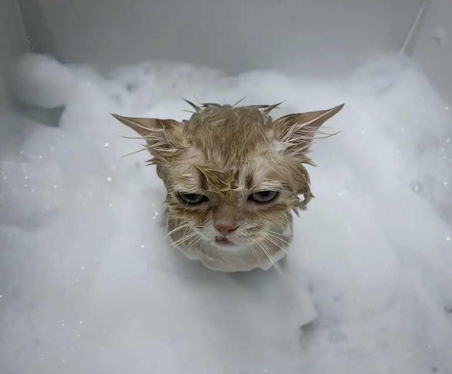 목욕해서 신난 고양이.jpg_1.jpg