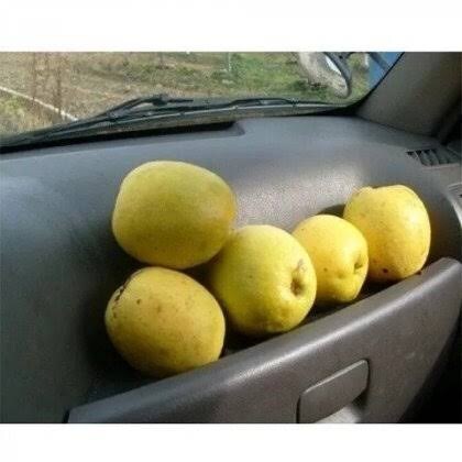 옛날 아빠차 내차 특징_1.jpg