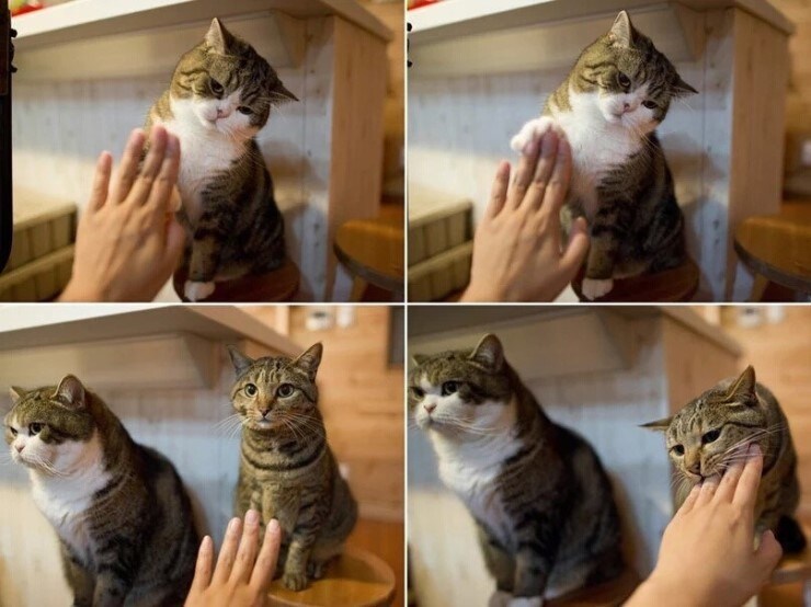 고양이의 성격 차이.jpg_1.jpg