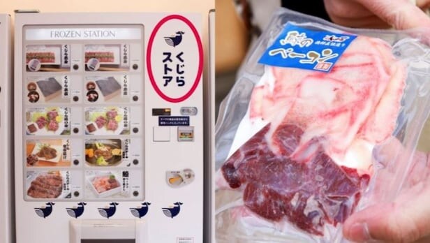 일본 곰 습격 사태들이 자업자득인 이유_2.jpg