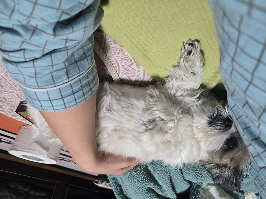 우리집 강아지_1.jpg