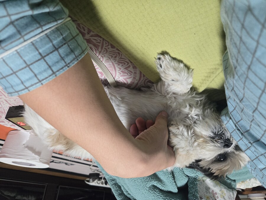 우리집 강아지_2.jpg