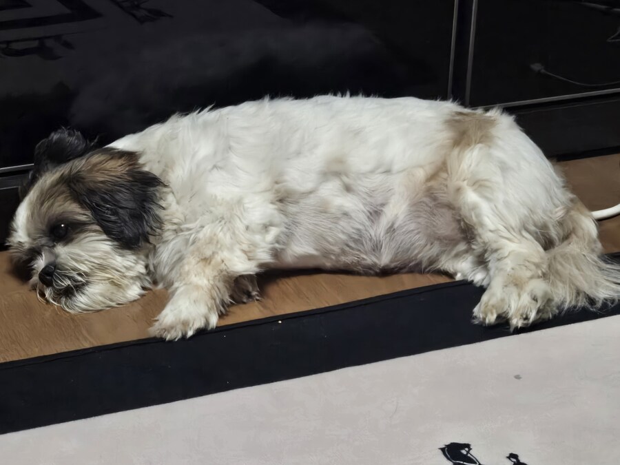 우리집 강아지_3.jpg