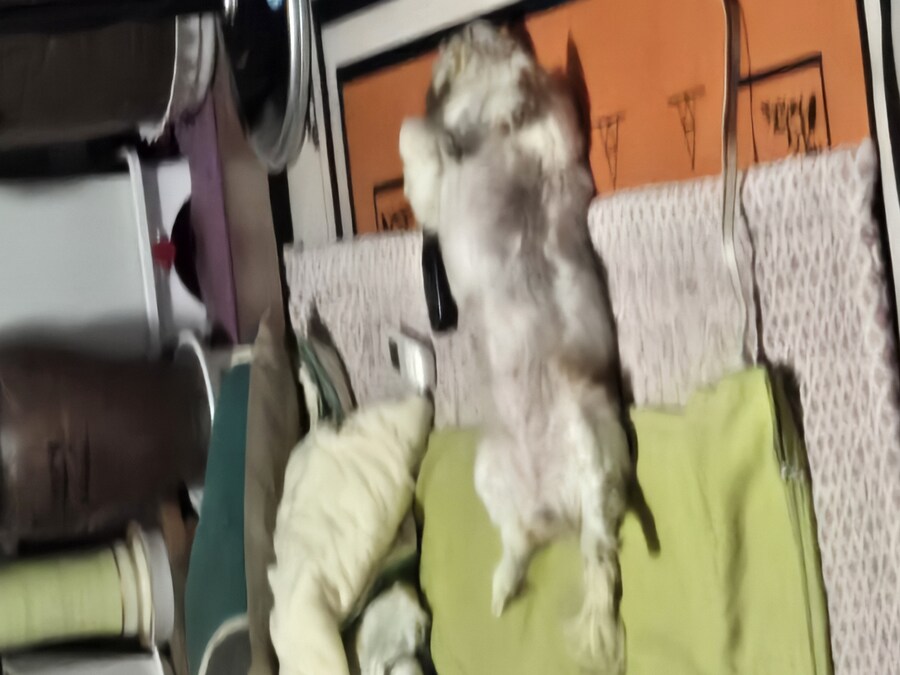 우리집 강아지_5.jpg