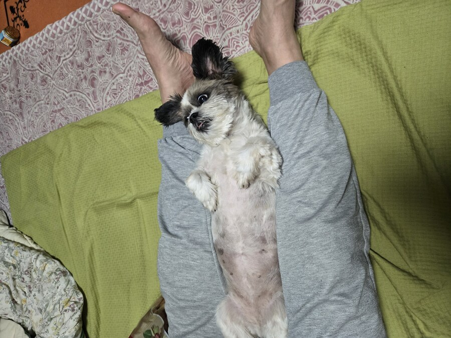 우리집 강아지_6.jpg