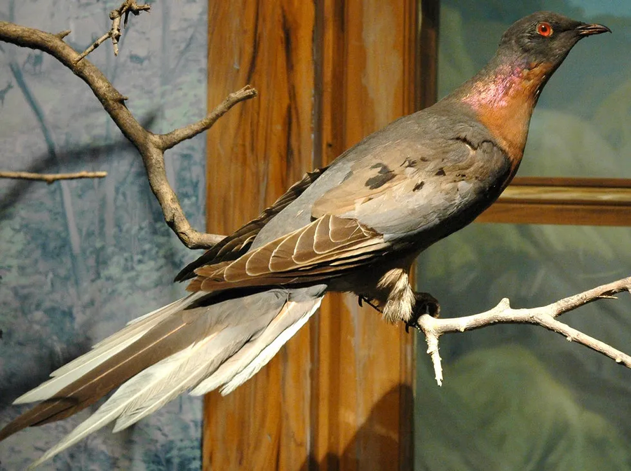 인간이 진짜 무식하게 멸종시킨 동물_1.webp