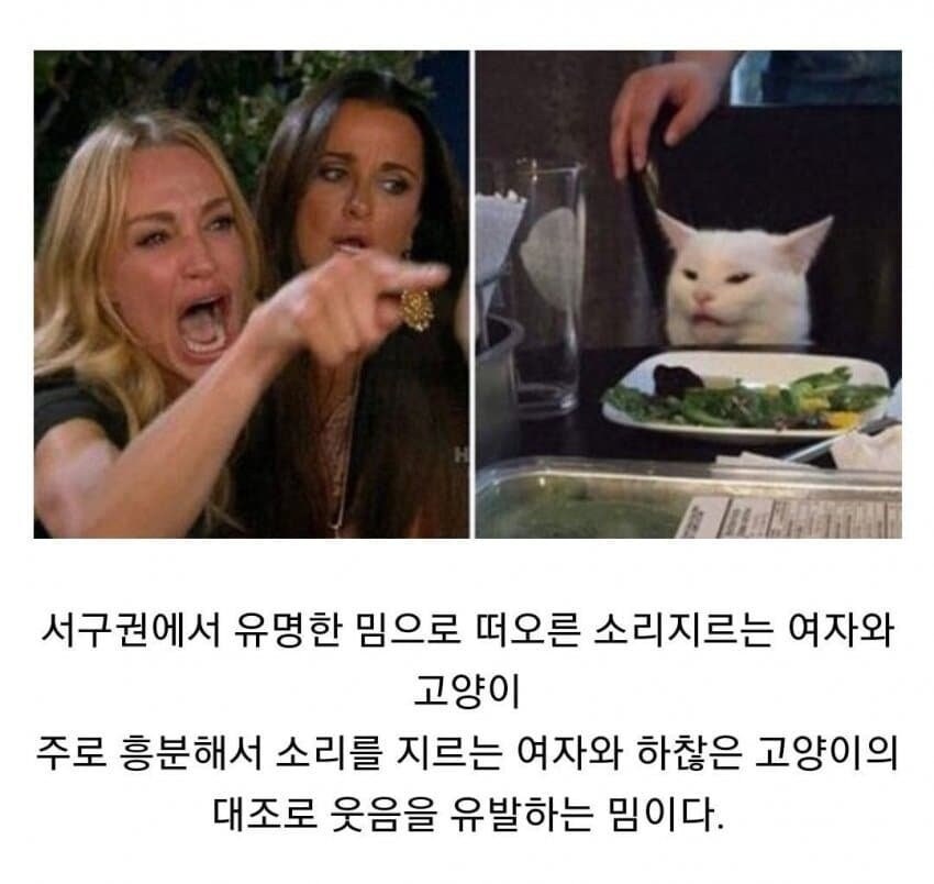 고양이 밈으로만 보던 여자의 진실.jpg_1.jpg
