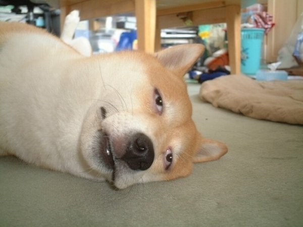 모닝 강아지_1.jpg