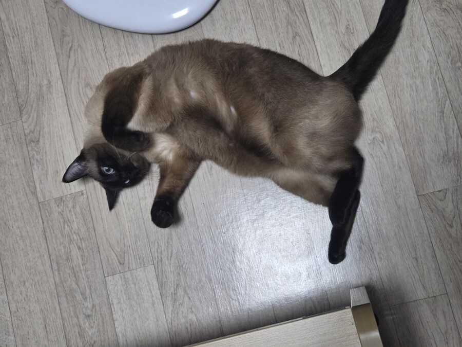 배 내밀고 누워만 있어도 귀여운 치사한 생물놈_1.jpg