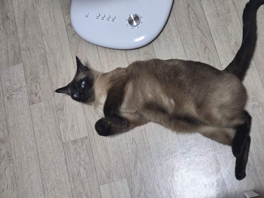 배 내밀고 누워만 있어도 귀여운 치사한 생물놈_3.jpg