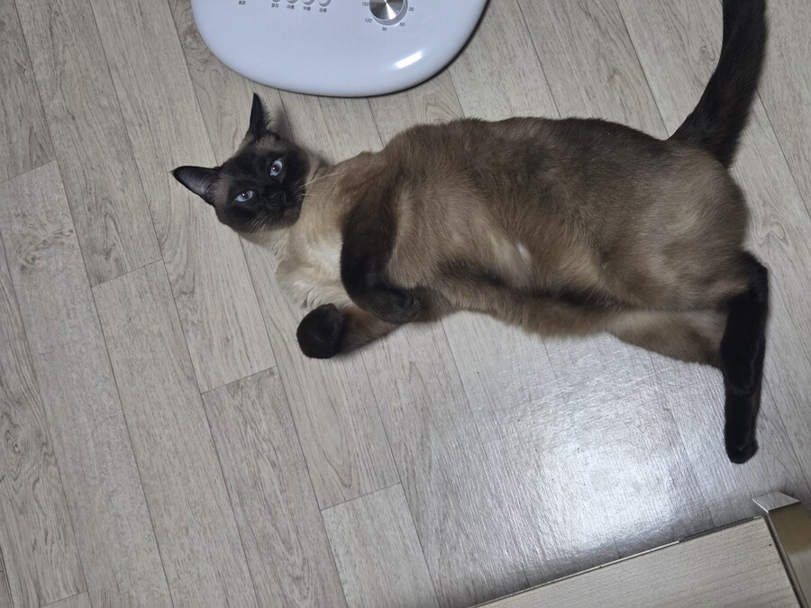 배 내밀고 누워만 있어도 귀여운 치사한 생물놈_4.jpg