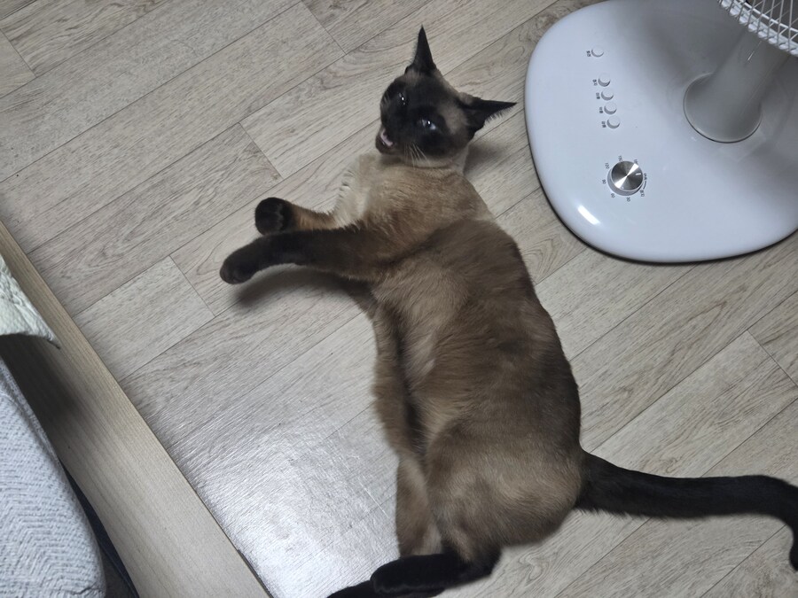 배 내밀고 누워만 있어도 귀여운 치사한 생물놈_6.jpg