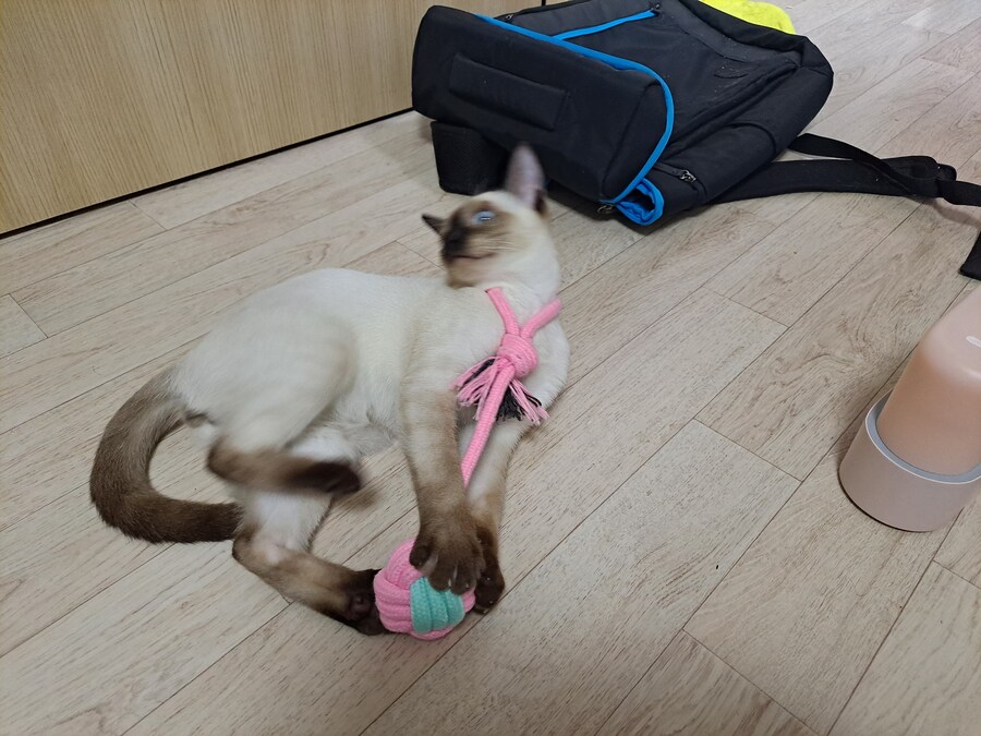 고양이하고 놀아주기 귀찮아서 선택한 집사의 꼼수_1.jpg