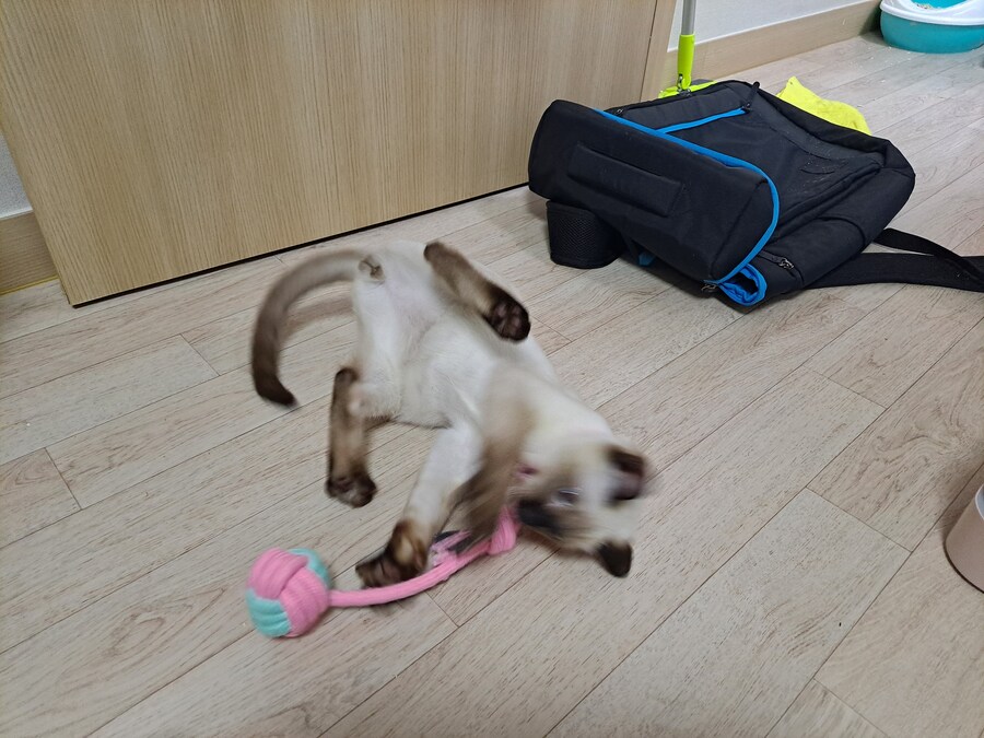 고양이하고 놀아주기 귀찮아서 선택한 집사의 꼼수_2.jpg